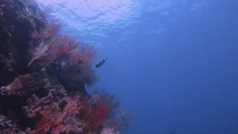 Diving close up view of pink red gorgonian sea fan and finger leather corals gro Stock-Footage 263018953