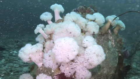 Diving Into a Cluster of Pluming Sea Anemones in Puget Sound Stock Footage 340589031