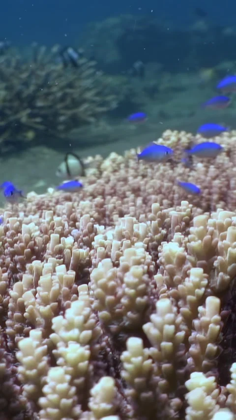 Diving into the coral gardens of the philippines Video stock 319854043