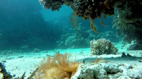 Diving, Coral reef. Stock Footage 60704696