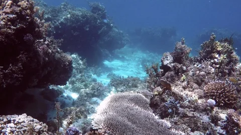 Diving into coral reef Stock Footage 93016827
