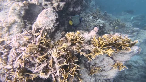 Diving at coral reef wall with Emperor Angelfishes swimming around in Sea with s Stock Footage 250471729