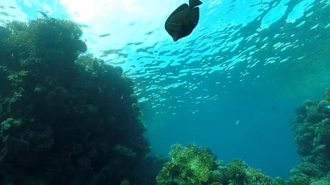 Diving to coral reefs. Stock Footage 83426183