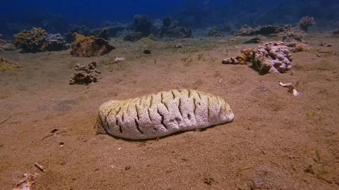 Diving corals pacific ocean diving underwater Stock Footage 242877462