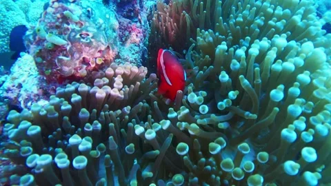 Diving corals pacific ocean diving underwater Stock Footage 242877547