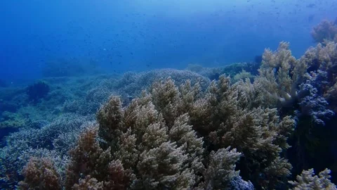 Diving corals pacific ocean diving underwater Stock Footage 242877558