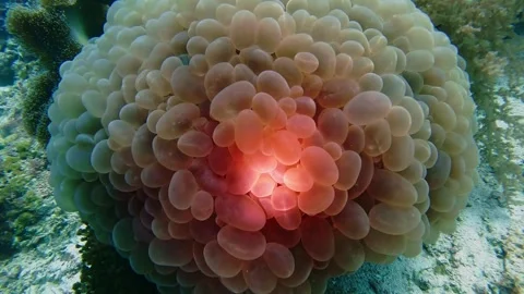 Diving corals pacific ocean diving underwater Stock Footage 242877567
