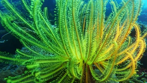 Diving corals pacific ocean diving underwater Stock Footage 242877578