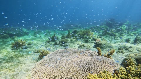 Diving corals pacific ocean diving underwater Stock Footage 242877618