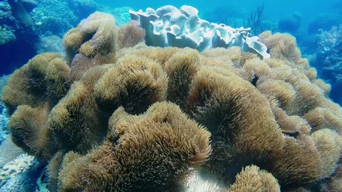 Diving corals pacific ocean diving underwater Stock Footage 242877631