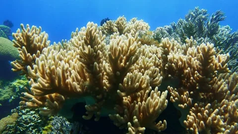 Diving corals pacific ocean diving underwater Stock Footage 242877659