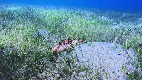 Diving corals pacific ocean diving underwater 库存影片 242877720