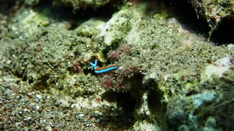 Diving corals pacific ocean diving underwater 库存影片 242877744