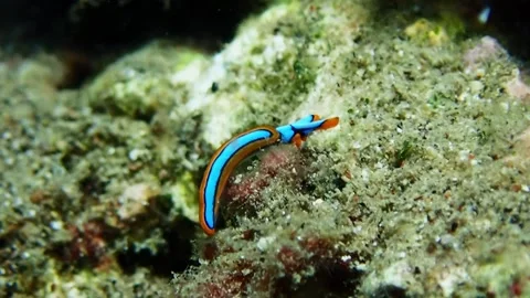 Diving corals pacific ocean diving underwater 库存影片 242877780