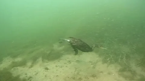 Diving cormorant Stock Footage 148531464
