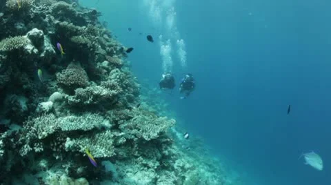 Diving couple on coral reef Stock Footage 10788443