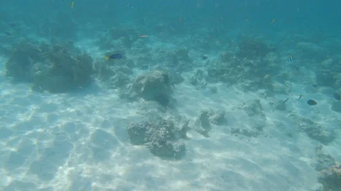 Diving in crystal clear ocean, coral reef and tropical fish Stock Footage 122505644