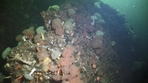 Diving deep into the Arctic Ocean's White Sea life at midnight Stock-Footage 312488801