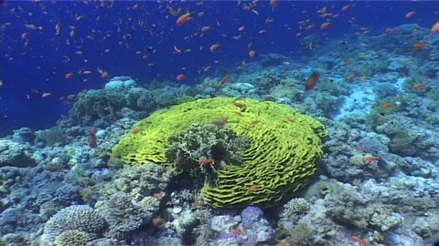 Diving into the Deep Blue Red Sea Coral Reefs Stock Footage 300224171