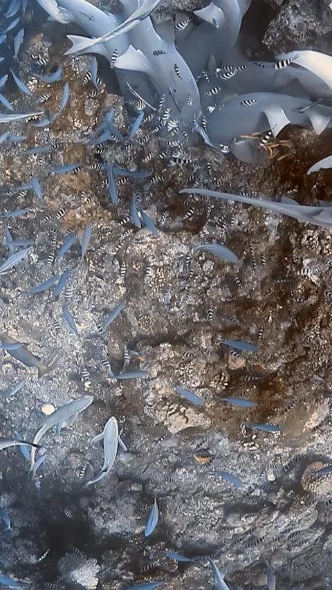 Diving into the deep blue sea during shark feeding at the aquarium Stock Footage 320795179