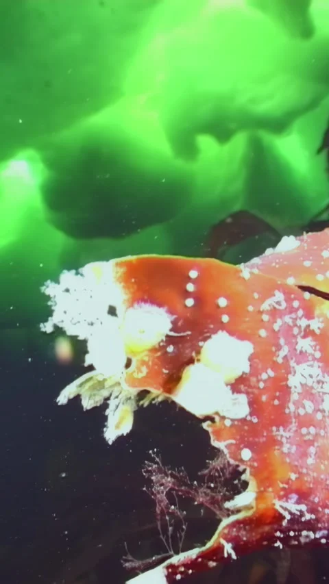 Diving deep into the cold Waters of the White Sea Arctic Stock Footage 314132713