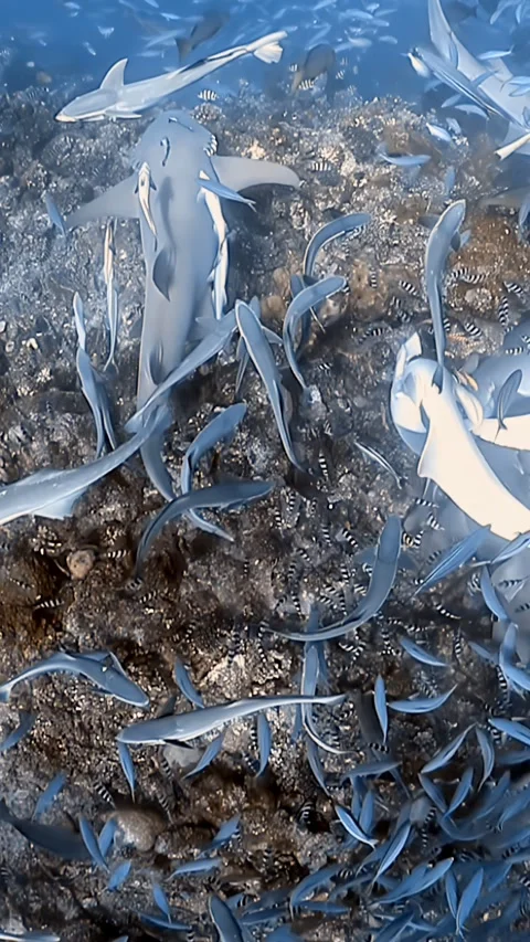 Diving deep into dinner time at the shark feeding show at ocean Stock Footage 321015394