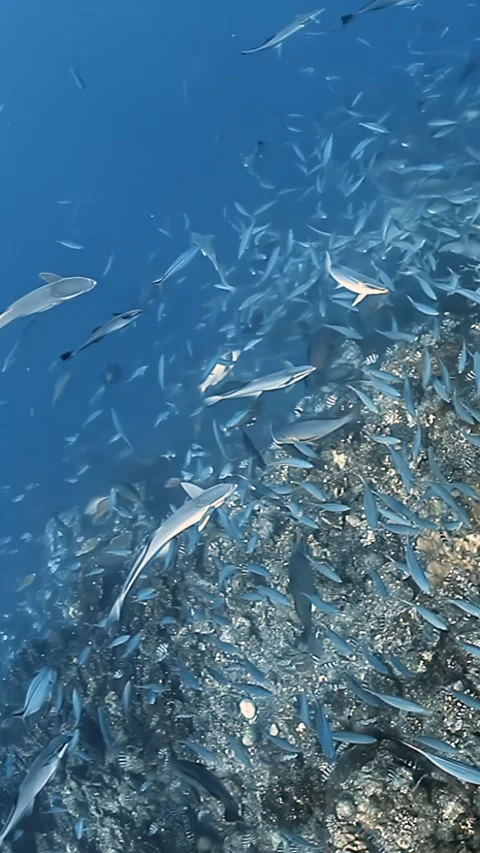 Diving deep into excitement awaiting shark feeding in the ocean 스톡 동영상 320795190