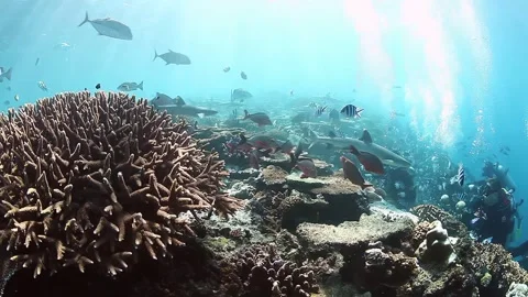 Diving deep into fiji's reef where sharks feast on the coral 库存影片 314213447