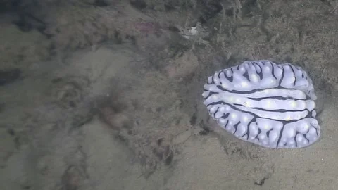 Diving Deep Into the Gulf of Mexico With a Lettuce Sea Slug Stock Footage 320386595