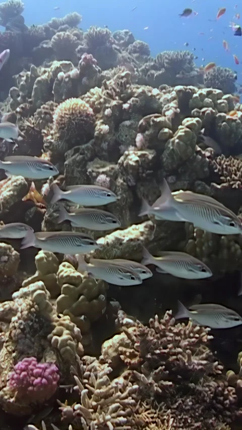 Diving deep into a thriving red sea coral reef ecosystem Video stock 314298932