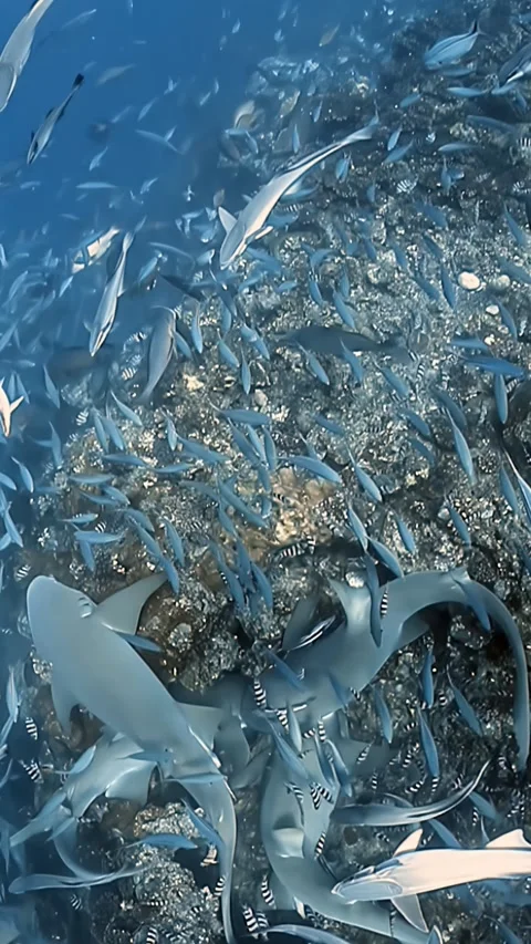 Diving deep into the underwater shark feeding in Fiji Islands Video stock 317279585