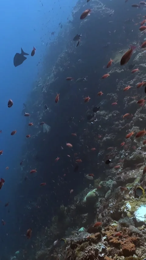 Diving Deep Into the Vibrant Coral Reefs of Raja Ampat Stock Footage 321410698