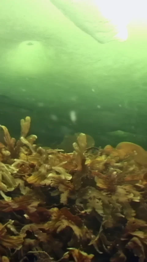 Diving deep in White Sea exploring life beneath Arctic ice Stock Footage 314132687