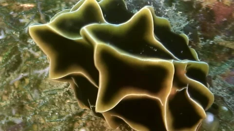 Diving Deep for Yellow Scroll Coral at the Great Barrier Reef Stock Footage 324165598