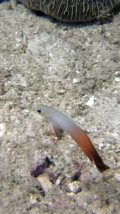 Diving into the delicate domain of a dartfish in south china sea Stock Footage 314299260