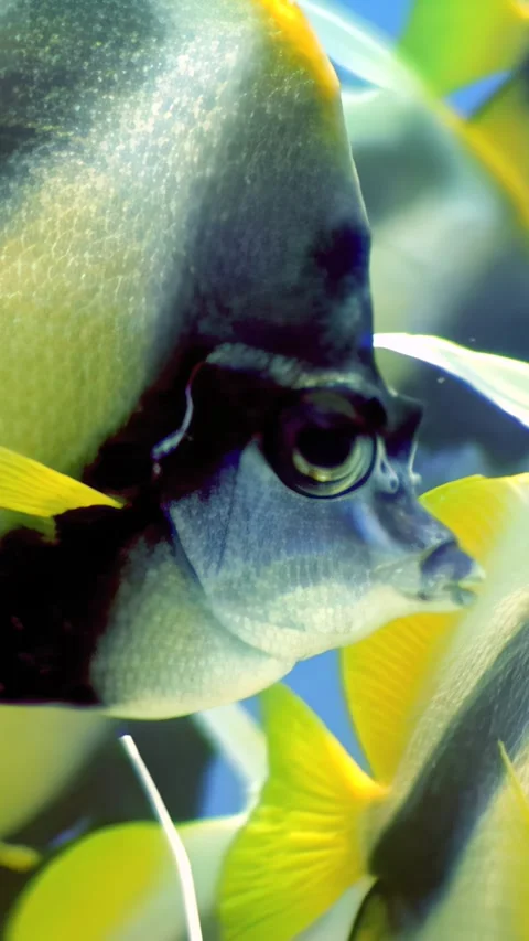 Diving into the depths dancing with butterflyfish in the red sea Stock Footage 314133962