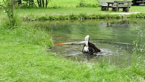Diving dog Stock Footage 78999298