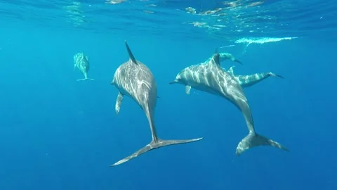 Diving with Dolphins Vidéo 237622993