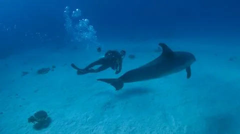 Diving with dolphins in the Red Sea Foto stock