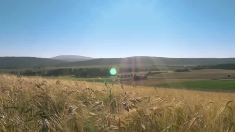 Diving down into colorful crop fields in summer Video stock 133502590