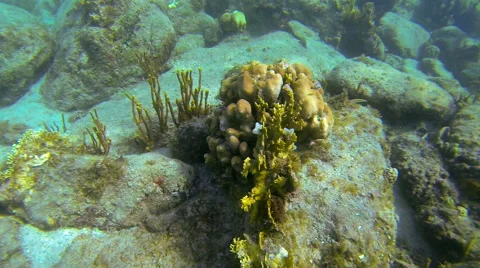 Diving down to coral and fish Video stock 42727321