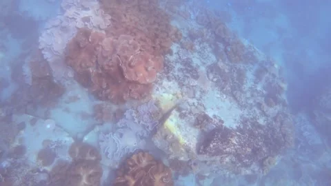 Diving down to the deep ocean sea world underwater look out to finger leather an Stock Footage 263019683