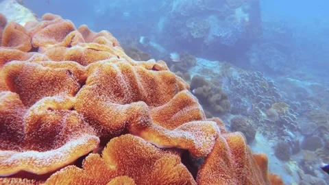 Diving down to the deep ocean sea world underwater close up view of finger leath Stock Footage 263020117