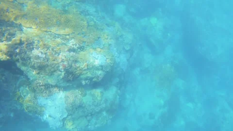Diving down to the deep ocean underwater seeing finger leather and  Montipora Ac Stock Footage 263019126