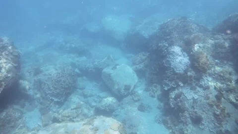 Diving down to the deep ocean underwater seeing finger leather and  Montipora Ac Stock Footage 263019176