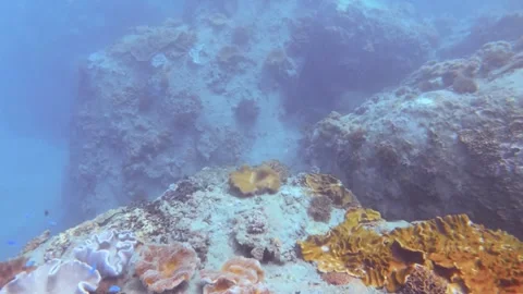 Diving down to the deep ocean underwater seeing finger leather and  Montipora Ac Stock Footage 263020115