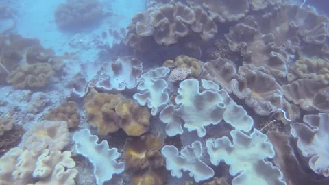 Diving down to the deep ocean underwater seeing finger leather and  Montipora Ac Stock Footage 263020131