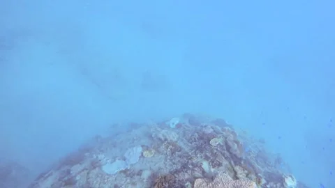 Diving down to the deep ocean underwater seeing finger leather and  Montipora Ac Stock Footage 263020133