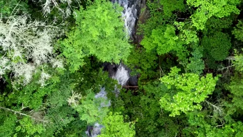 Diving Down to Falls Through Forest Canopy Vidéo 158324385