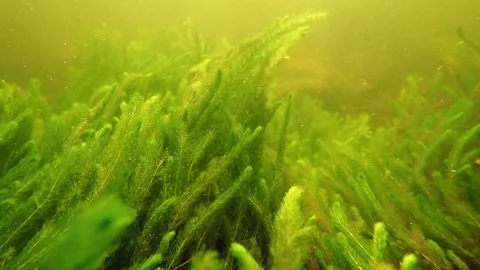 Diving down the stream above alternate water-milfoil water plants swaying Stock Footage 85166933